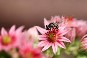 Close-up of bee sitting on blossom of common houseleek