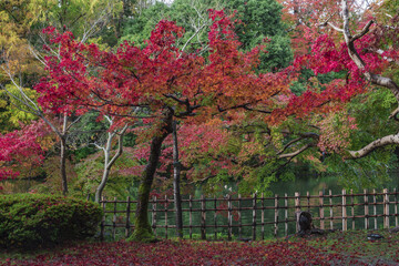 秋真っ盛りの庭園