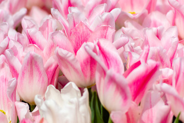 Fringed tulips blooming in spring on a flower bed