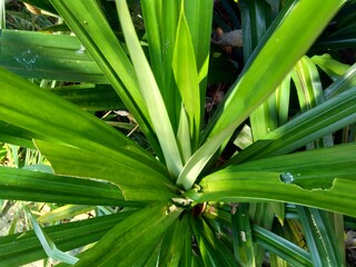 Pandanus amaryllifolius (Indonesian called pandan wangi) with a natural background