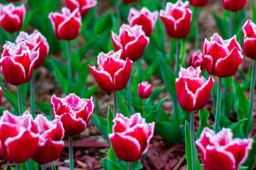 Fringed tulips blooming in spring on a flower bed