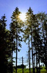 Obraz premium sonniger Waldtag