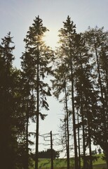 Bäume und Sonne