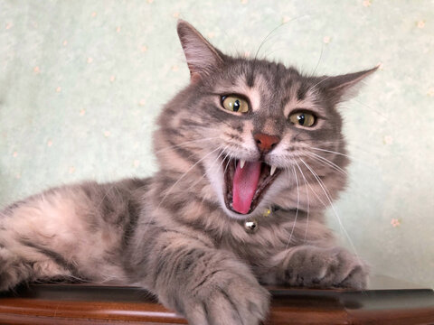 closeup opened mouth of a gray tabby cat yawning