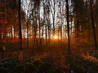 Obraz premium Herbstlichter im Wald