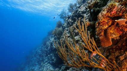 Naklejka na ściany i meble Seascape of drop off in coral reef of Caribbean Sea / Curacao with fish, coral and sponge