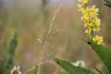 Background of Wildflowers Field Nature