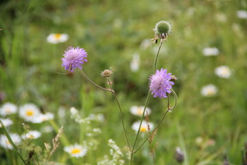 Background of Wildflowers Field Nature