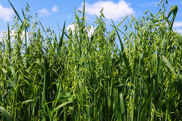 Young green oats on the field in sunlight. Oat field on a background of blue sky and white clouds. Field of young green oats. The concept of a good harvest, agricultural industry.