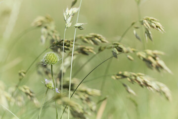 Nature background with wildgrass under sunlight. Selective focus. Plant background.	