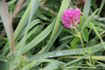 Background of Wildflowers Field Nature