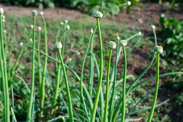 Onion grows in the garden.