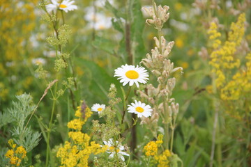 Background of Wildflowers Field Nature