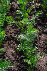 Carrots growing in the garden