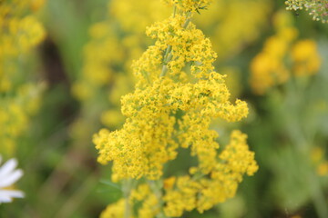 Background of Wildflowers Field Nature