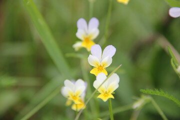 Background of Wildflowers Field Nature