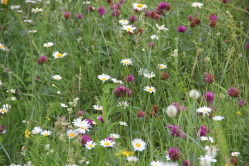 Background of Wildflowers Field Nature