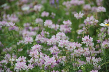 Background of Wildflowers Field Nature