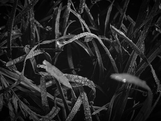 morning dew on the grass