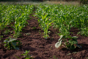 Corn field in spring. Corn grows in the garden.