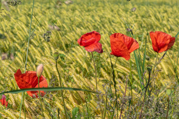 Klatschmohn Blüten vor grün gelben Weizenfeld im Sonnenlicht