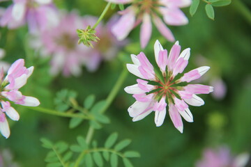 Background of Wildflowers Field Nature