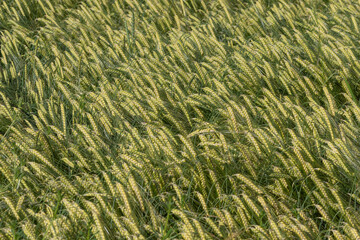 Grüner Weizen auf Feld , Ausschnit