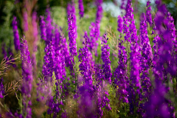 Fototapeta na wymiar Summer wallpaper. Purple flowers in the garden. Soft focus.