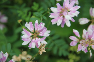 Background of Wildflowers Field Nature