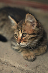 Portrait of fluffy wild cat