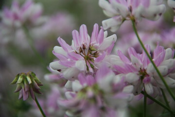 Background of Wildflowers Field Nature