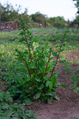 Fototapeta na wymiar Leaf of beetroot. Fresh green leaves of beet root or beet root seedling. Beet seeds