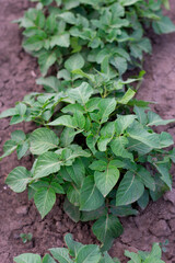 Potato bush grows in the garden