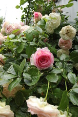 Obraz na płótnie Canvas Pink and White roses 