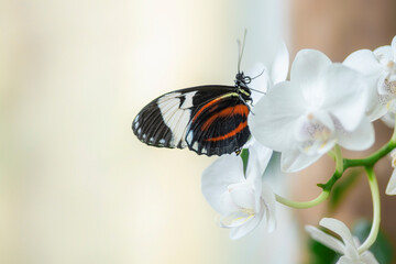 Fototapeta na wymiar White-barred Longwing (Heliconius cydno) butterfly on a beautiful white orchid flower in a summer garden. In the amazone rainforest in South America. Presious Tropical butterfly.