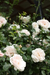white roses in a garden