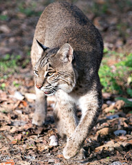 Bobcat photos. Picture. Image. Portrait. Bobcat close-up view, foraging in the field displaying its body, head, ears, eyes, nose, mouth, paws, brown fur in its environment with a blur background.