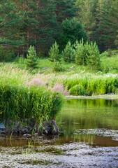 Fototapeta na wymiar Summer landscape with treess and river