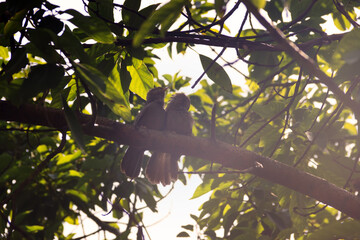 Mating interactions, pair-bonding: mutual cleaning of the plumage (preening). Ceylon Rufous Babbler...