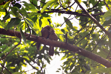 Mating interactions, pair-bonding: mutual cleaning of the plumage (preening). Ceylon Rufous Babbler...