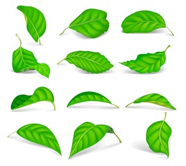 Set of realistic green tea leaves isolated on a white background. Vector elements.