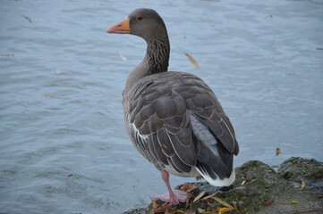 goose on the shore