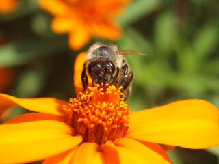Closeup of a honey bee collecting pollen on orange zinnia flowers