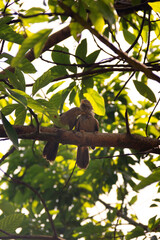 Mating interactions, pair-bonding: mutual cleaning of the plumage (preening). Ceylon Rufous Babbler...