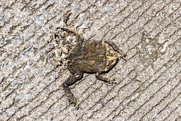 Toad is crushed on road suddenly by wheel of your car. Image looks unpleasant, but You did it! -...