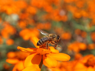 Closeup of a honey bee collecting pollen on orange zinnia flowers