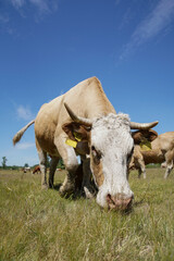A cow is grazing green grass in the meadow. Cattle breeding outdoors. Blue sky and white clouds. Europe Hungary