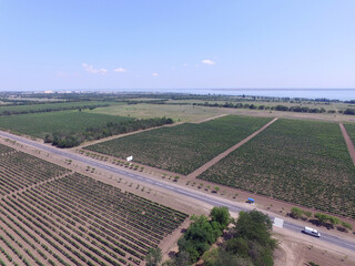 A summer vineyard shot (drone aerial view)