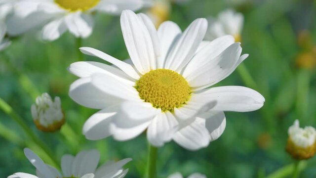 Close Up Of Daisies flowers in 4K Slow motion 60fps