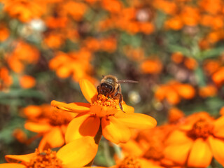 Closeup of a honey bee collecting pollen on orange zinnia flowers